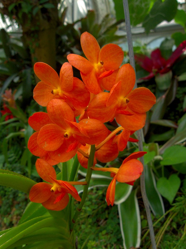 Ascocenda ‘Somsri Nugget,’ 2015-08-08, Phipps Conservatory, 01