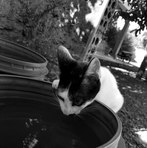 Black white water