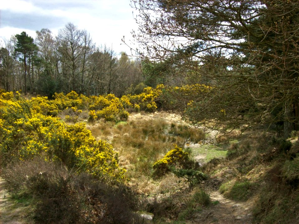 Ashdown Forest, near Gill's Lap 02