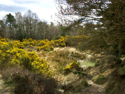 Ashdown Forest, near Gill's Lap 02