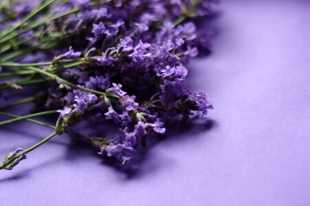 Purple aromatherapy blooming photo
