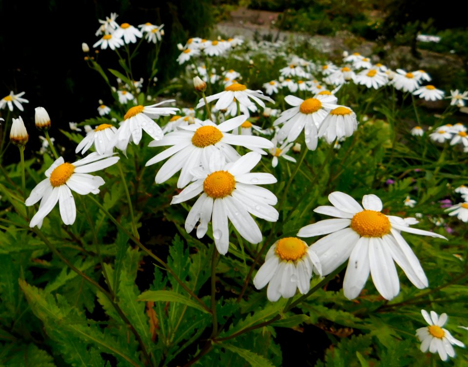 Argyranthemum pinnatifidum pinnatifidum