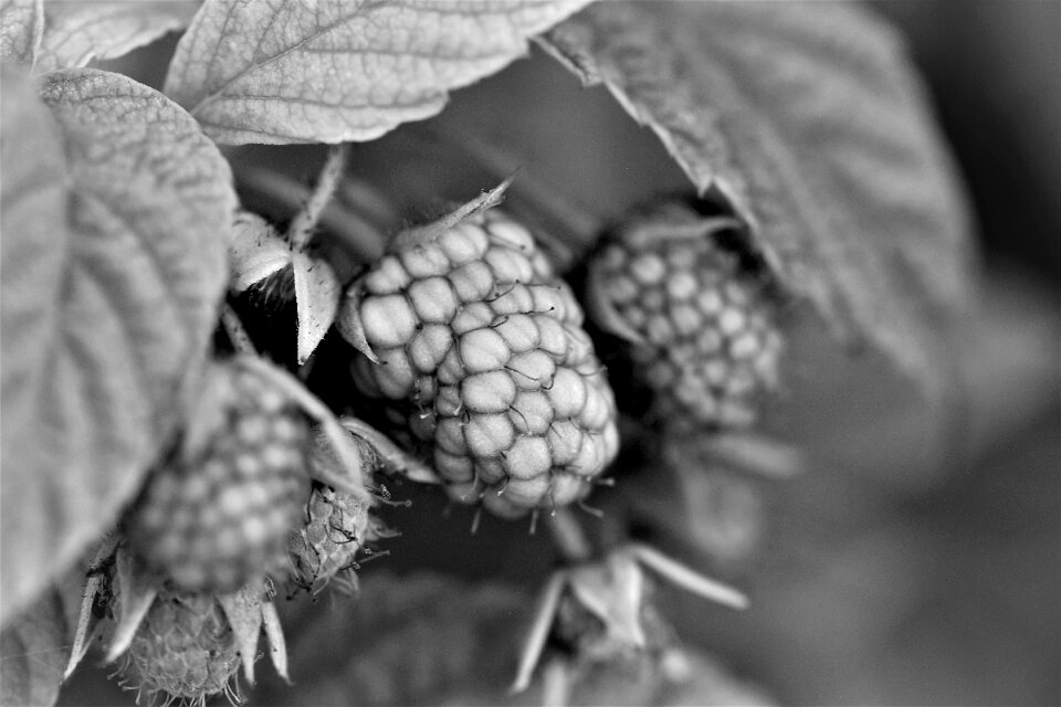 Plant nature berry