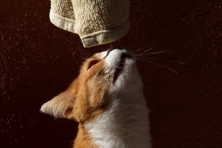 Curious towel sniff