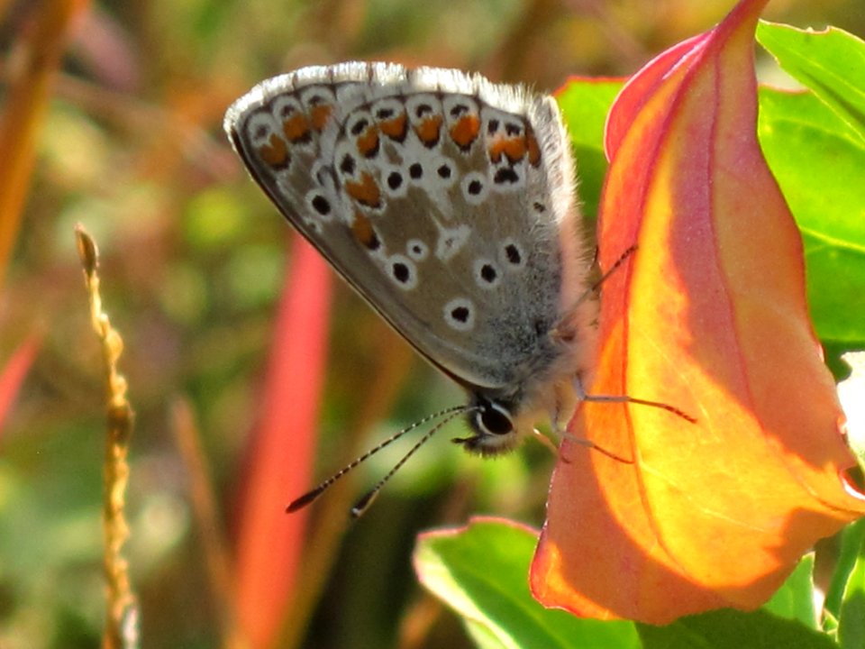 Aricia agestis (Brown Argus), Arnhem, the Netherlands