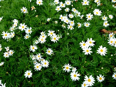 Argyranthemum frutescens 2