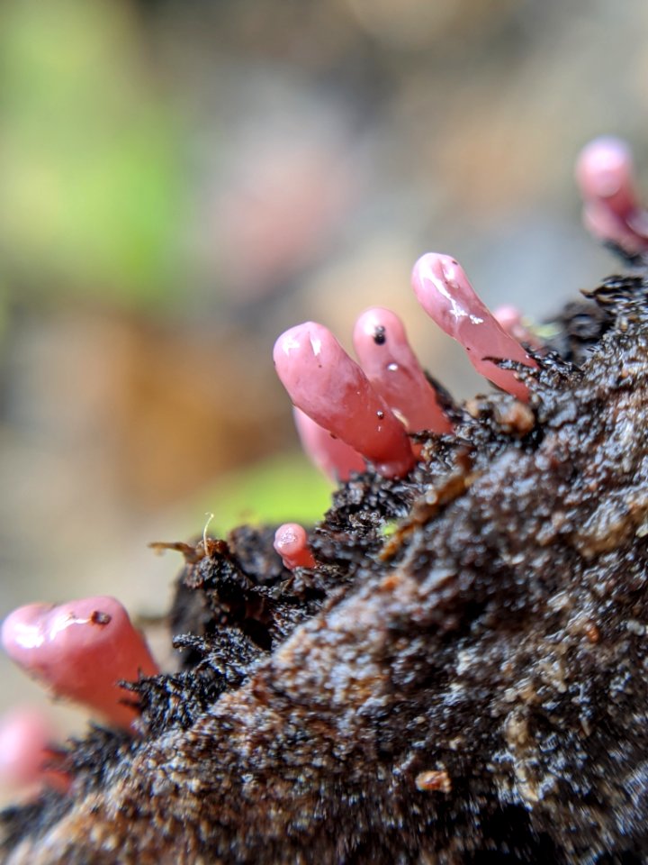 Ascocoryne sarcoides 59488361