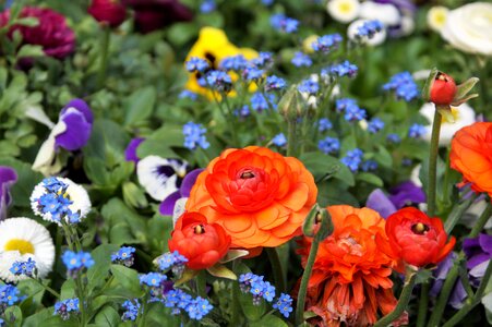 Flower bed red colorful
