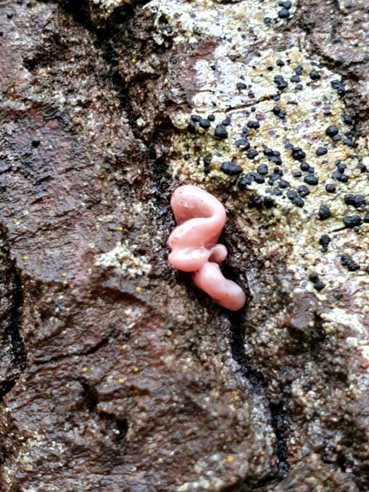 Ascocoryne sarcoides 105668842