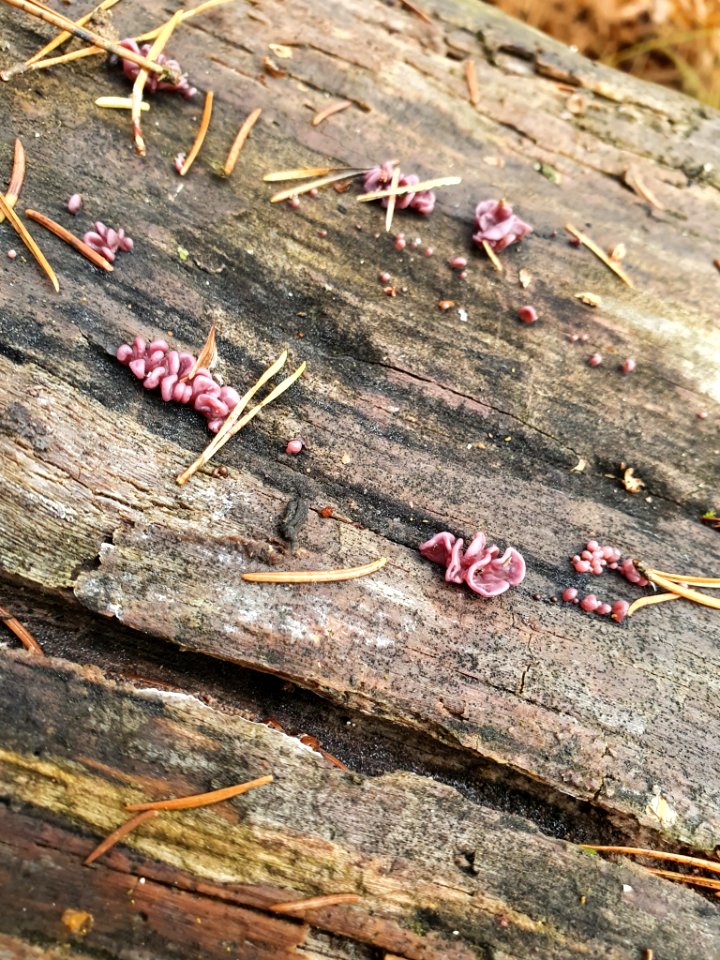 Ascocoryne sarcoides 103725988