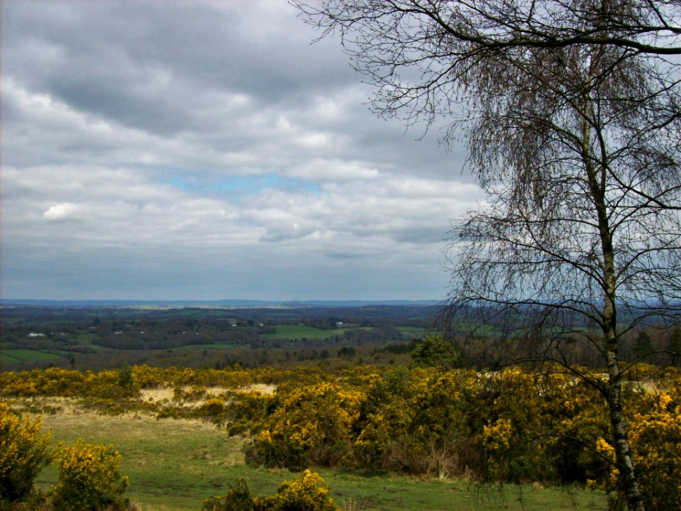 Ashdown Forest, from Gill's Lap