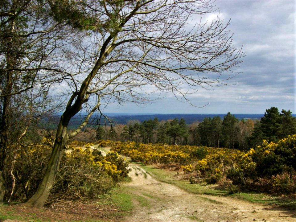 Ashdown Forest, Gill's Lap 01
