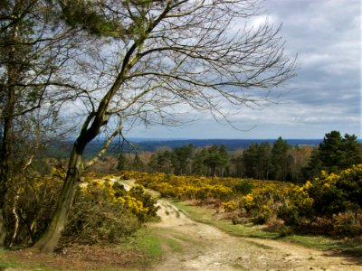 Ashdown Forest, Gill's Lap 01