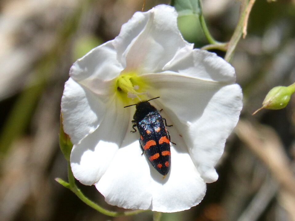 Flower libar coleoptera
