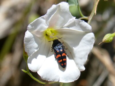 Flower libar coleoptera
