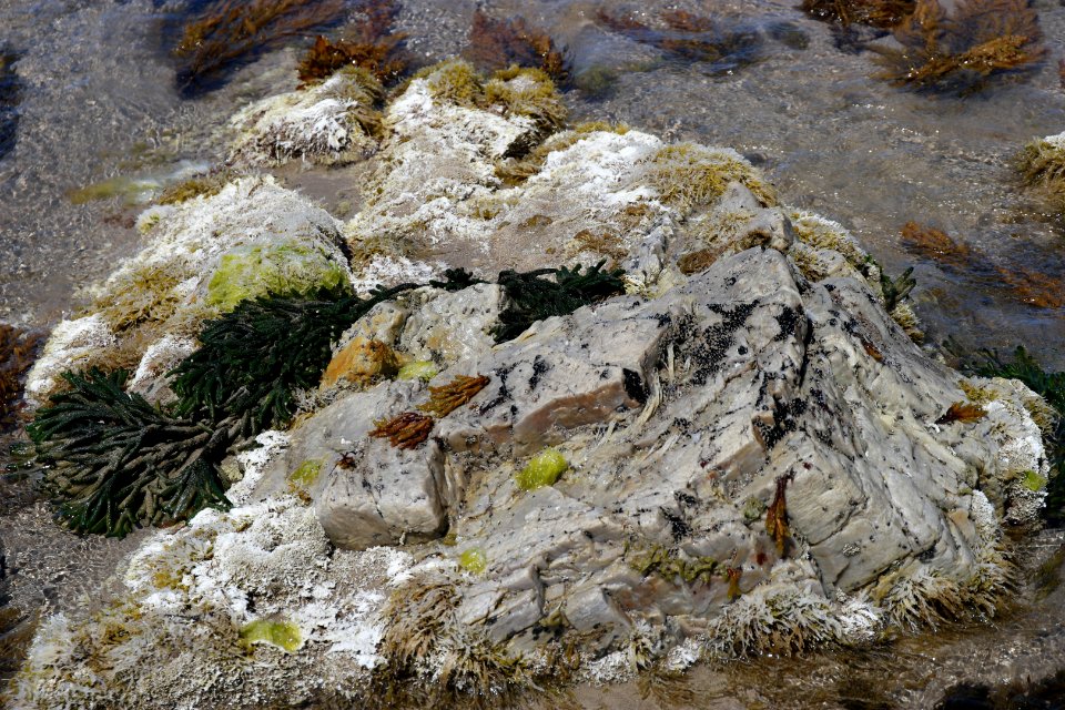 Arthur-Pieman Conservation Area, Tasmania 10