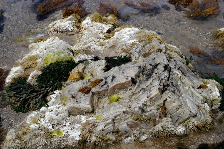 Arthur-Pieman Conservation Area, Tasmania 10