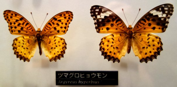 Argyreus hyperbius - National Museum of Nature and Science, Tokyo - DSC06808 photo