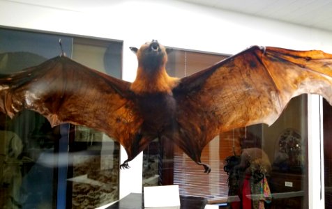 Artibeus lituratus - Pember Library and Museum - Granville, New York - 20180224 141528