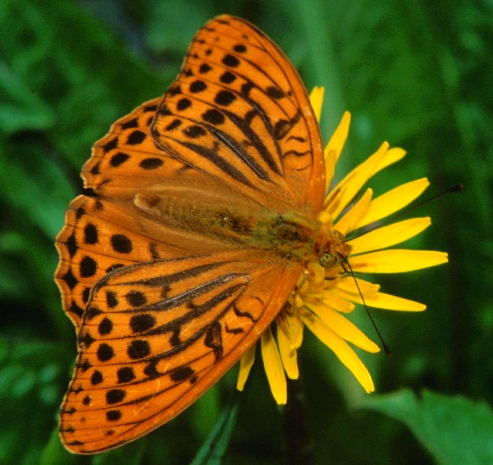 Argynnis paphia in Mount Hiuchi1996-06-29
