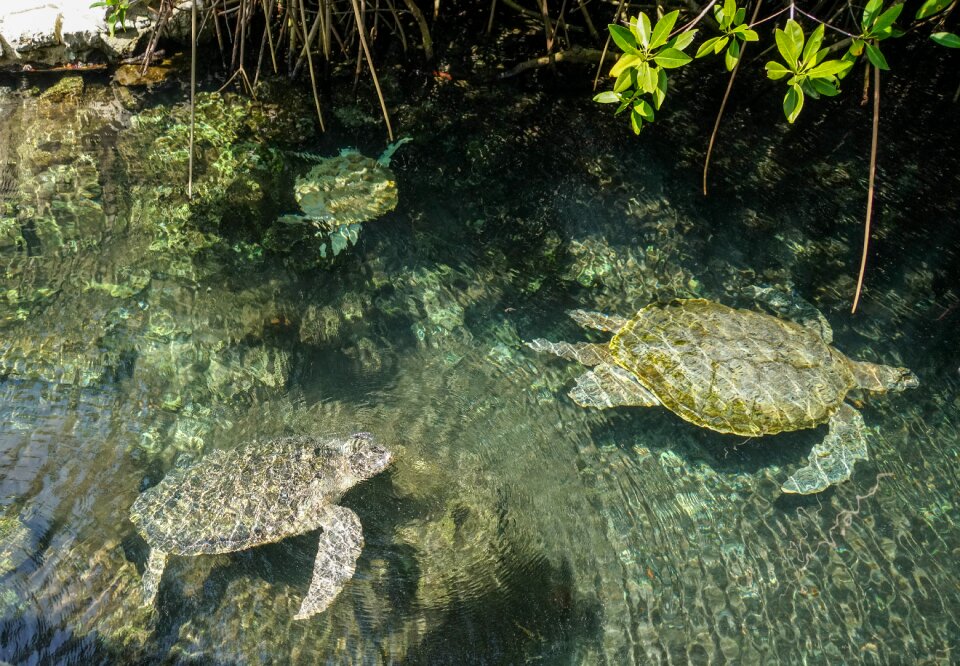 Tropical underwater reptile