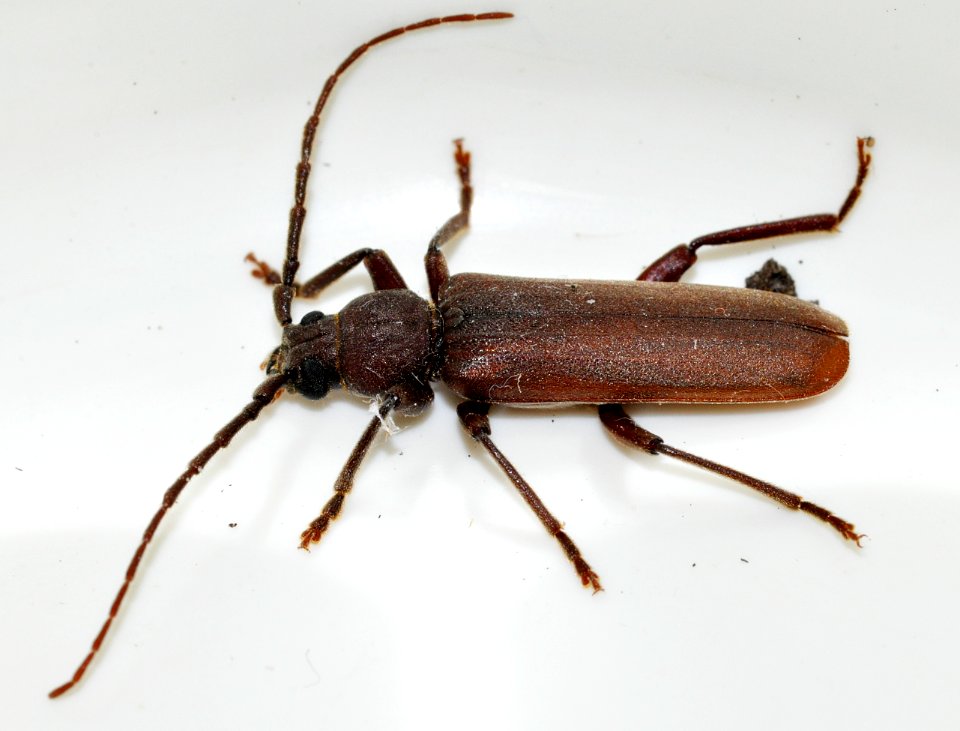 Arhopalus-rusticus-05-fws