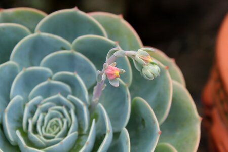 Stone 蓮 the fleshy echeveria