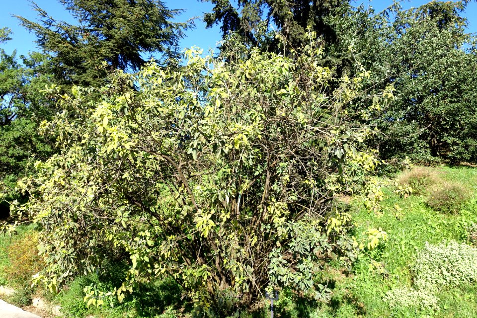 Argyrocytisus battandieri - Jardín Botánico de Barcelona - Barcelona, Spain - DSC09191