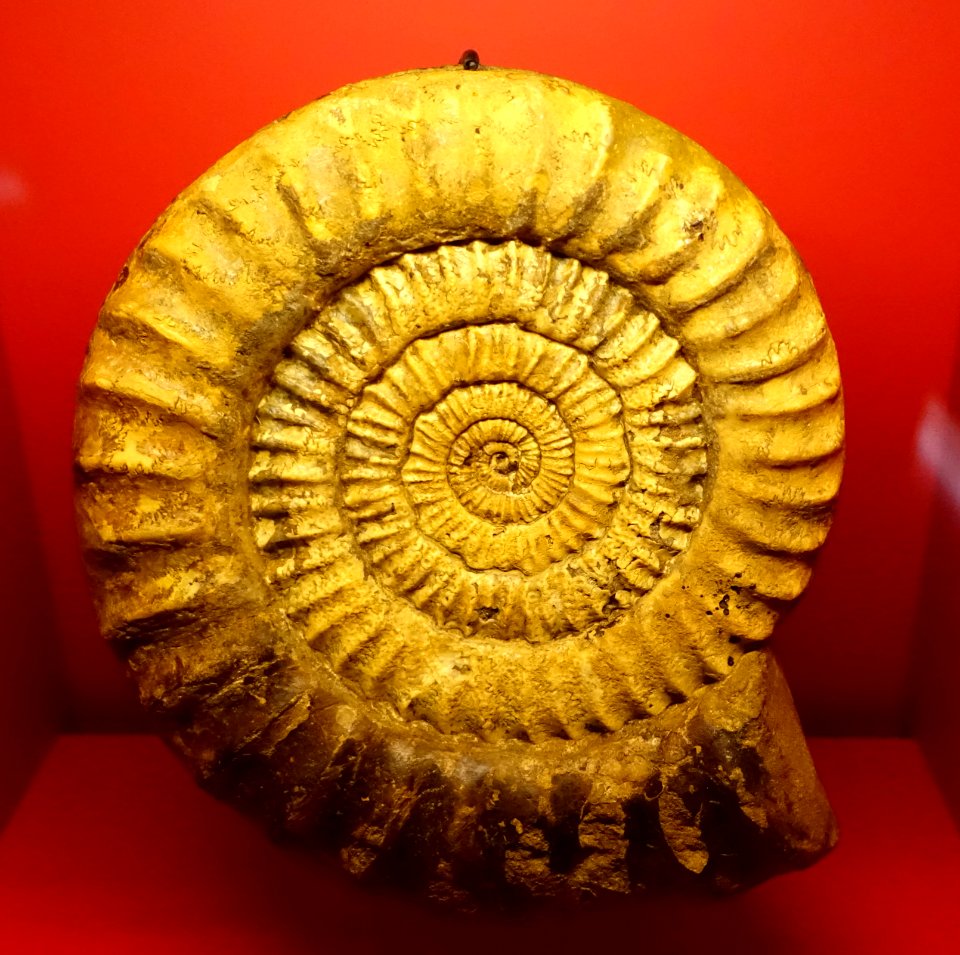 Arietites bucklandi, Hötensleben, c. 195 million years old - Naturhistorisches Museum, Braunschweig, Germany - DSC04997