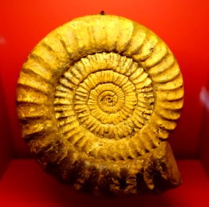 Arietites bucklandi, Hötensleben, c. 195 million years old - Naturhistorisches Museum, Braunschweig, Germany - DSC04997