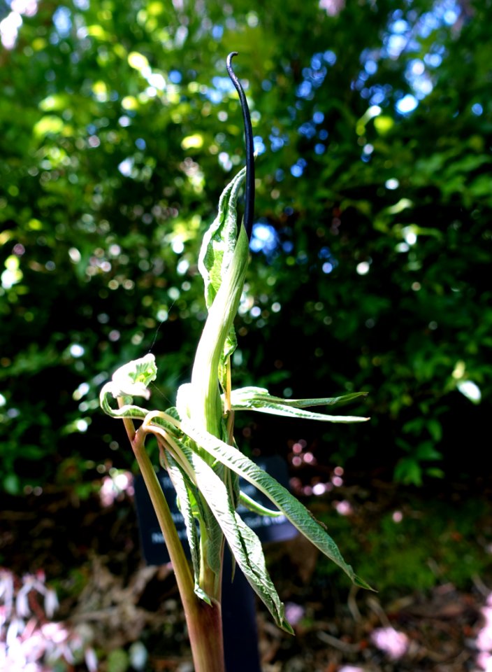 Arisaema tortuosum - VanDusen Botanical Garden - Vancouver, BC - DSC07081