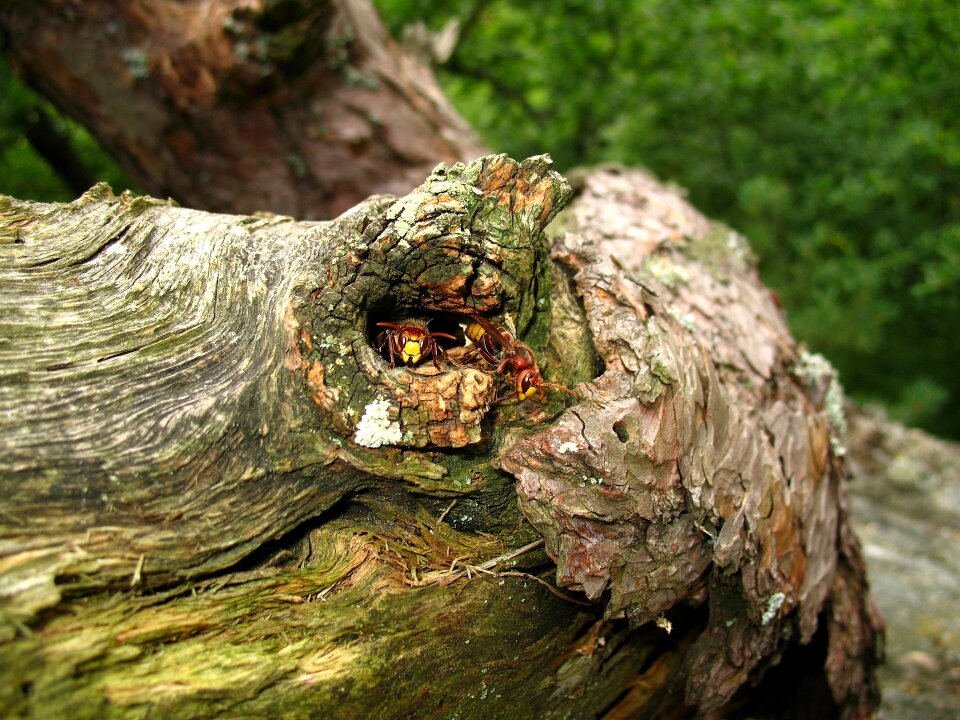 Podyjí national park wasp nest guard the entrance