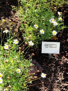 Argyranthemum frutescens subsp. frutescens - Botanischer Garten, Frankfurt am Main - DSC02373