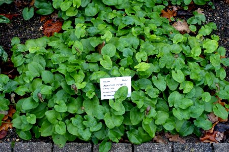Arisarum vulgare - Botanischer Garten - Heidelberg, Germany - DSC00890