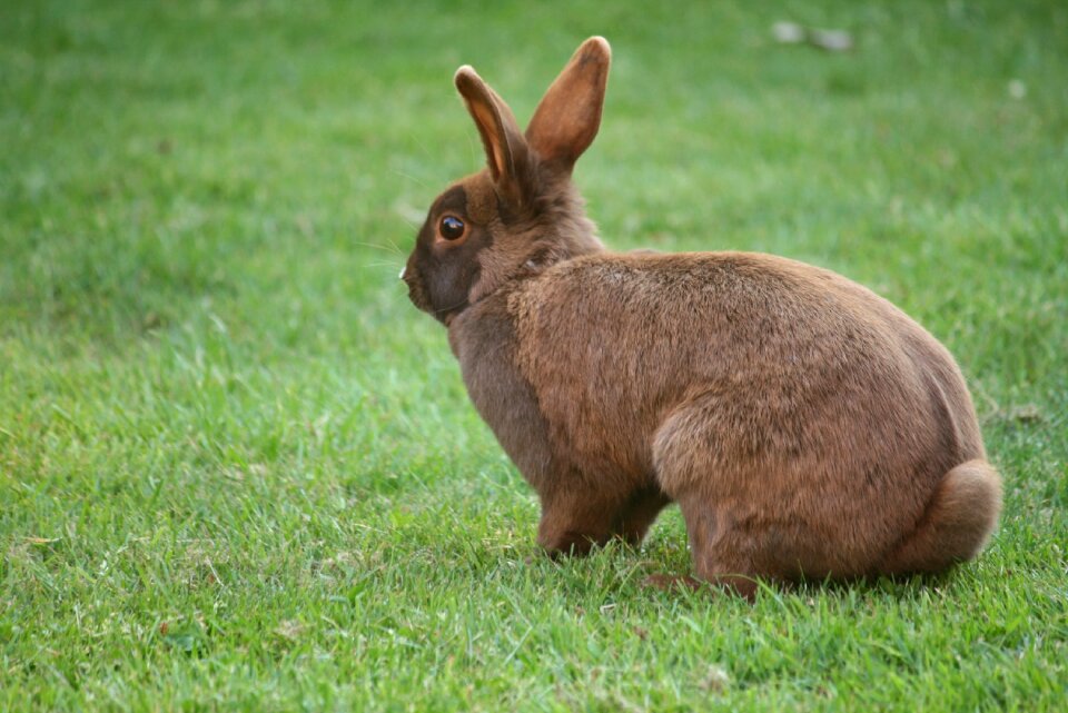 Animal green rabbit green bunny