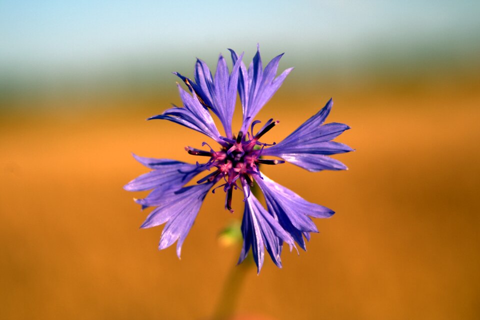 Plant wildflowers wild flowers