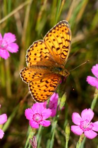 Argynnis aglaja Oulu 20170721 03