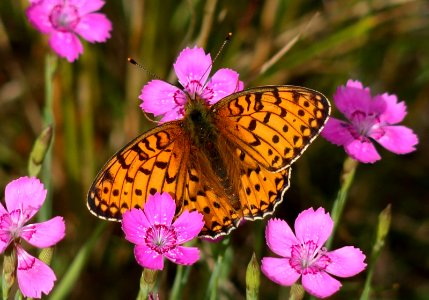 Argynnis aglaja Oulu 20170721 02