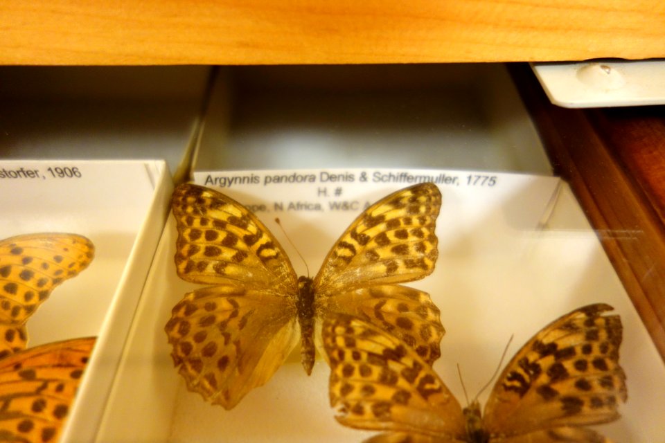 Argynnis - Bohart Museum of Entomology - University of California, Davis - DSC03351