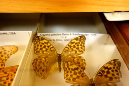 Argynnis - Bohart Museum of Entomology - University of California, Davis - DSC03351