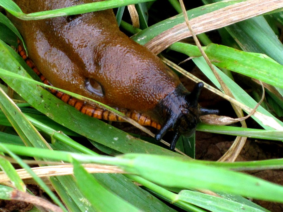 Arion rufus (European red slug), Arnhem, the Netherlands