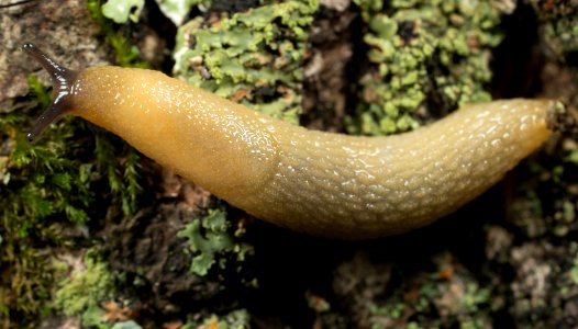 Arion intermedius 4988928