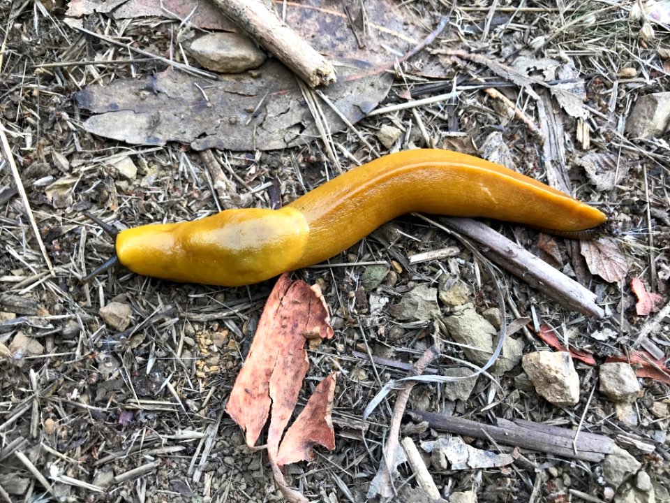 Ariolimax brachyphallus