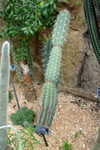 Armatocereus matucanensis - Brooklyn Botanic Garden - Brooklyn, NY - DSC08053