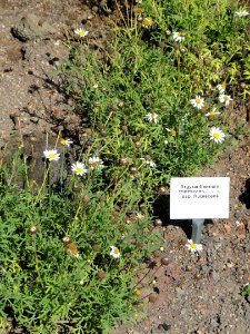 Argyranthemum frutescens - Botanischer Garten, Frankfurt am Main - DSC03149