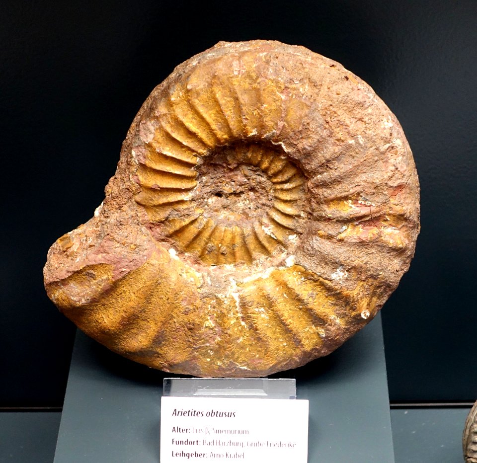 Arietites obtusus - Naturhistorisches Museum, Braunschweig, Germany - DSC05150