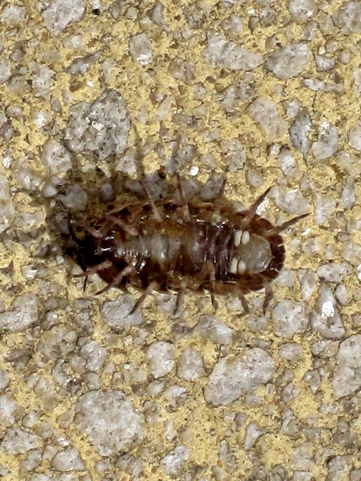 Armadillidium vulgare (common pill woodlouse) , Arnhem, the Netherlands