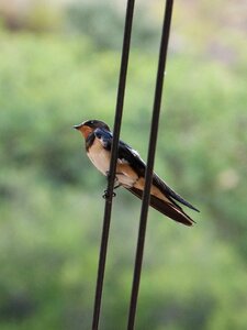 Hirundo rustica cable greenery photo