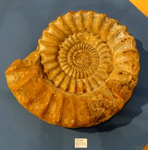 Arietites bucklandi - Naturhistorisches Museum, Braunschweig, Germany - DSC05169