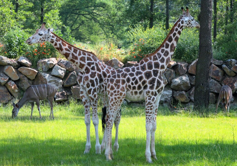 Pilsen zoo giraffes two-headed giraffe